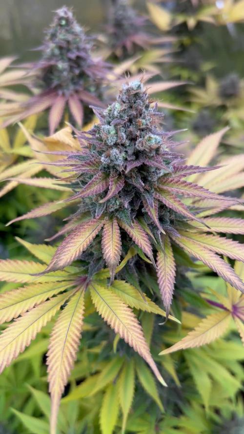 Gorilla Super Glue