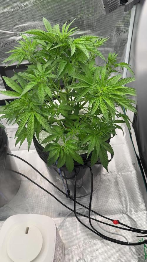 OG KUSH + Amnezia Lemon