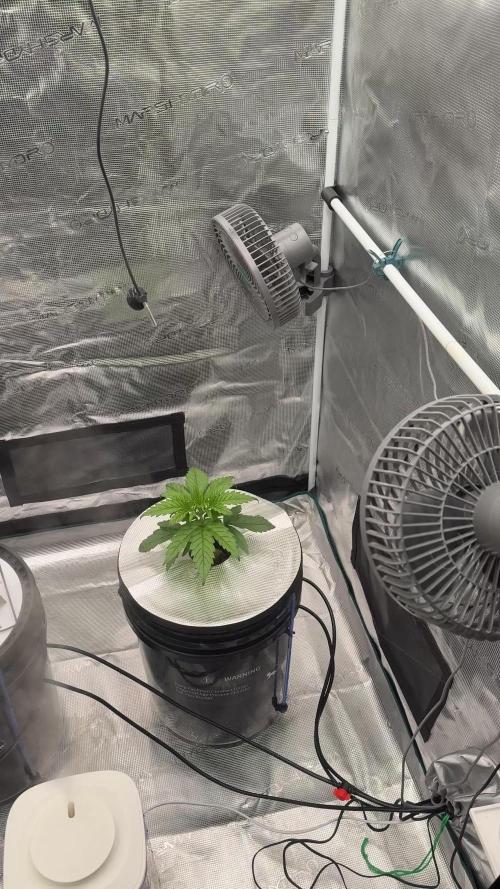 OG KUSH + Amnezia Lemon