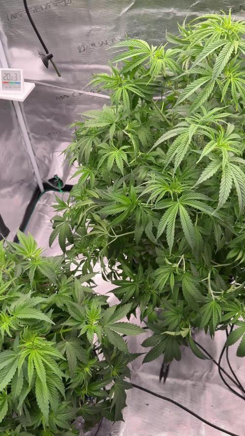 OG KUSH + Amnezia Lemon