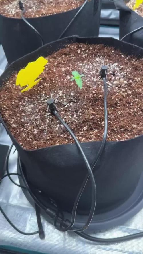 Lemon shining, Amnezia Haze, AMG