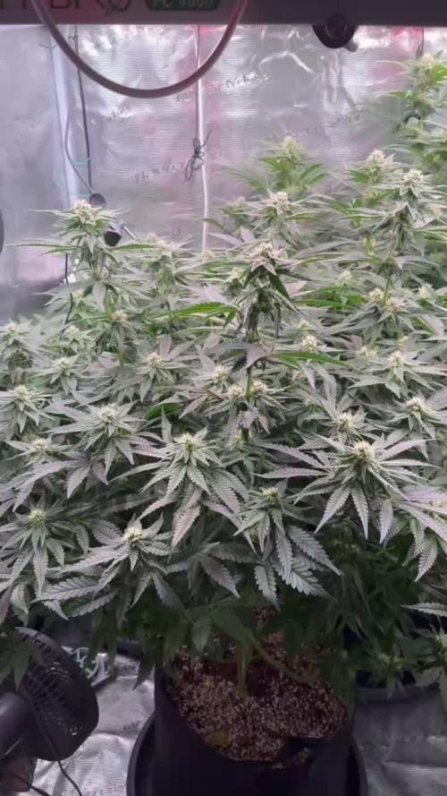 Lemon shining, Amnezia Haze, AMG