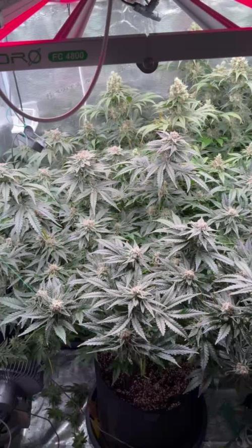 Lemon shining, Amnezia Haze, AMG