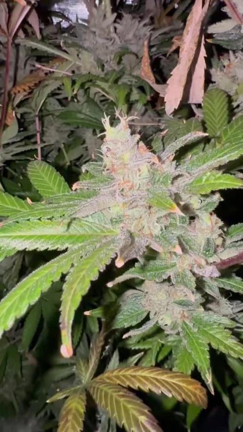 Lemon shining, Amnezia Haze, AMG