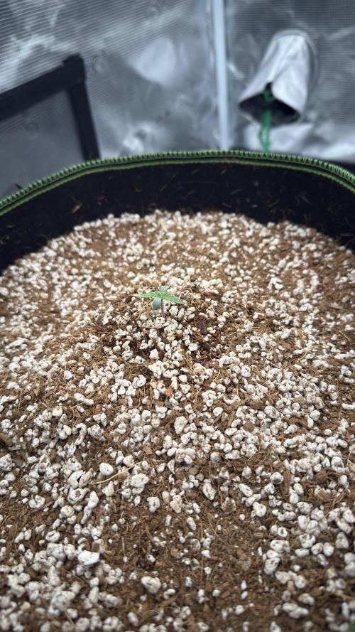 Acapulco Gold - Lemon Shining SilverHaze. Week 0
