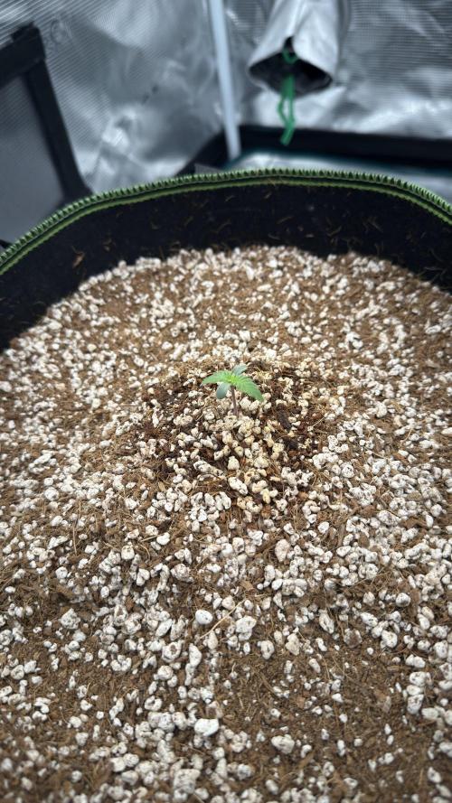 Acapulco Gold - Lemon Shining SilverHaze. Week 0