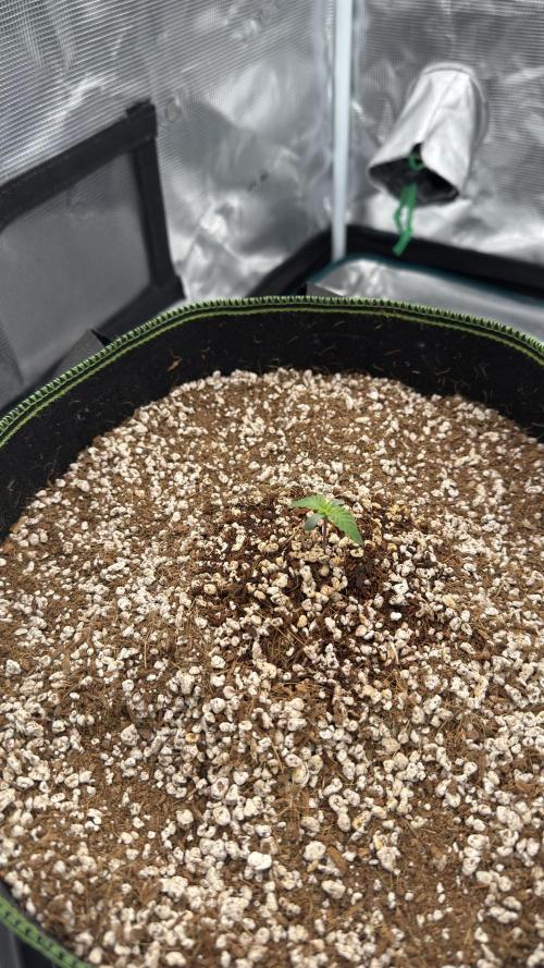 Acapulco Gold - Lemon Shining SilverHaze. Week 0