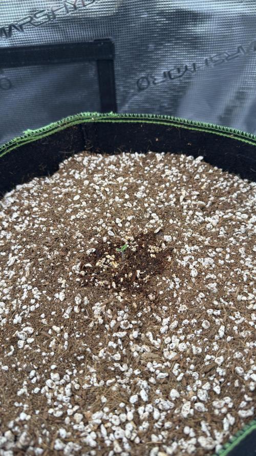 Acapulco Gold - Lemon Shining SilverHaze. Week 0