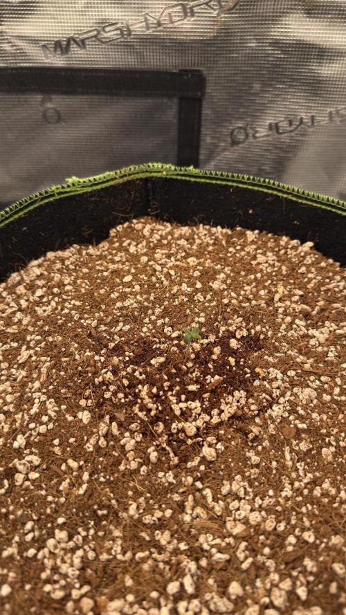 Acapulco Gold - Lemon Shining SilverHaze. Week 0