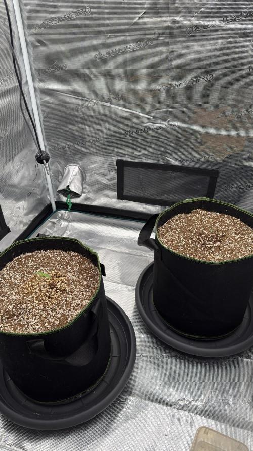 Acapulco Gold - Lemon Shining SilverHaze. Week 0
