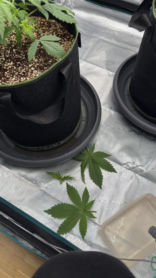 Acapulco Gold - Lemon Shining SilverHaze. Week 4