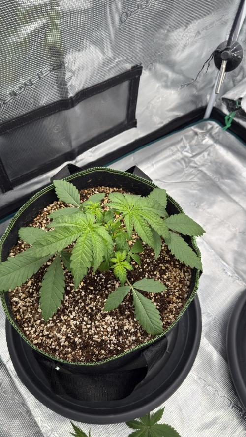 Acapulco Gold - Lemon Shining SilverHaze. Week 4