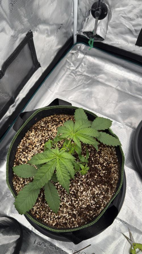 Acapulco Gold - Lemon Shining SilverHaze. Week 4