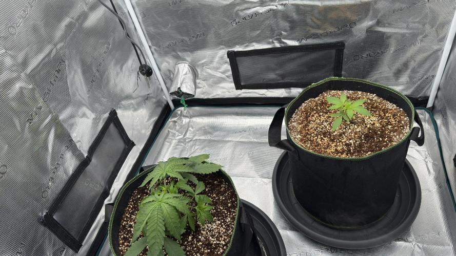 Acapulco Gold - Lemon Shining SilverHaze. Week 4