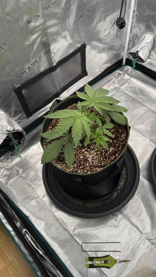 Acapulco Gold - Lemon Shining SilverHaze. Week 4