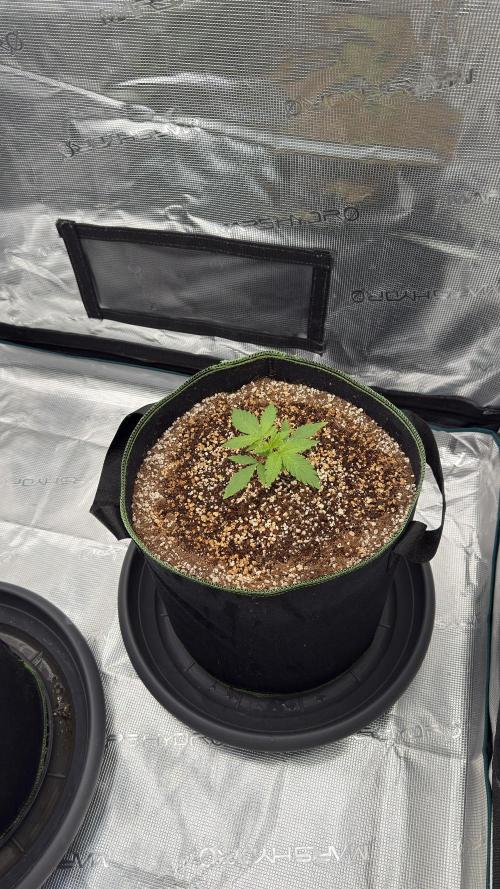 Acapulco Gold - Lemon Shining SilverHaze. Week 4