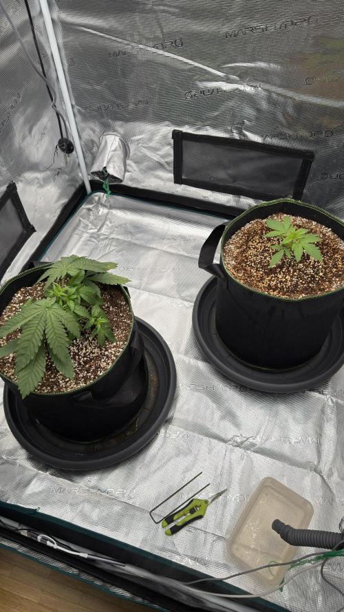 Acapulco Gold - Lemon Shining SilverHaze. Week 4