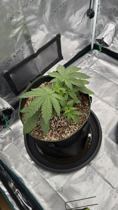 Acapulco Gold - Lemon Shining SilverHaze. Week 4