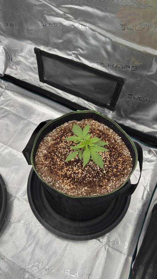 Acapulco Gold - Lemon Shining SilverHaze. Week 4