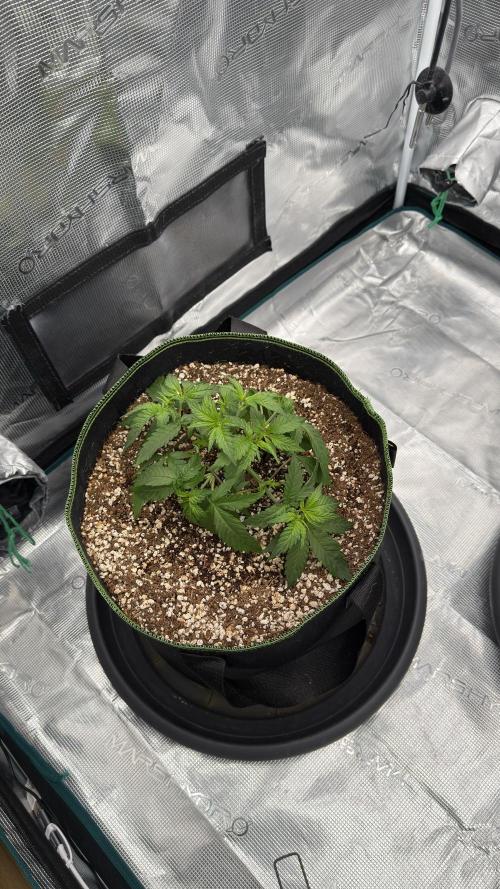 Acapulco Gold - Lemon Shining SilverHaze. Week 4
