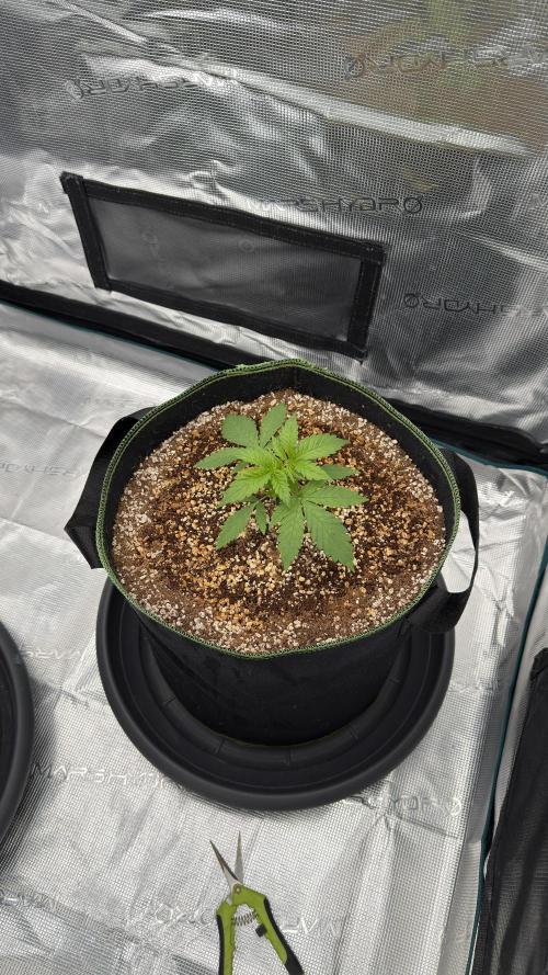 Acapulco Gold - Lemon Shining SilverHaze. Week 4