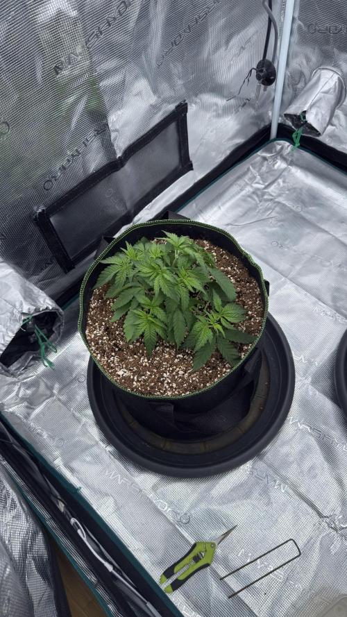 Acapulco Gold - Lemon Shining SilverHaze. Week 4