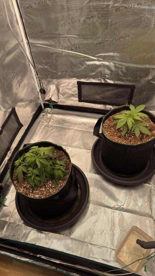 Acapulco Gold - Lemon Shining SilverHaze. Week 4