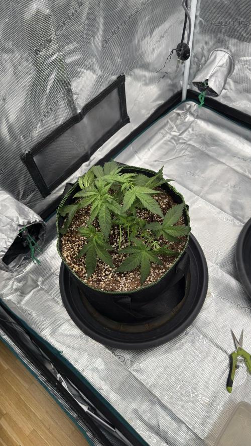 Acapulco Gold - Lemon Shining SilverHaze. Week 4