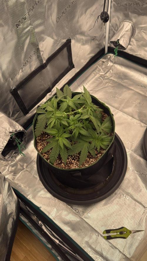 Acapulco Gold - Lemon Shining SilverHaze. Week 4