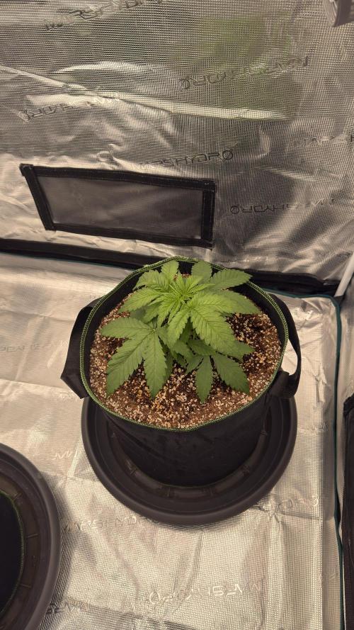 Acapulco Gold - Lemon Shining SilverHaze. Week 4