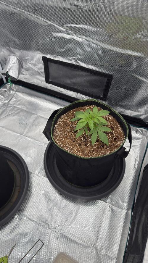 Acapulco Gold - Lemon Shining SilverHaze. Week 4