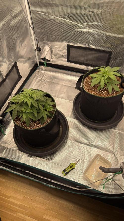 Acapulco Gold - Lemon Shining SilverHaze. Week 4