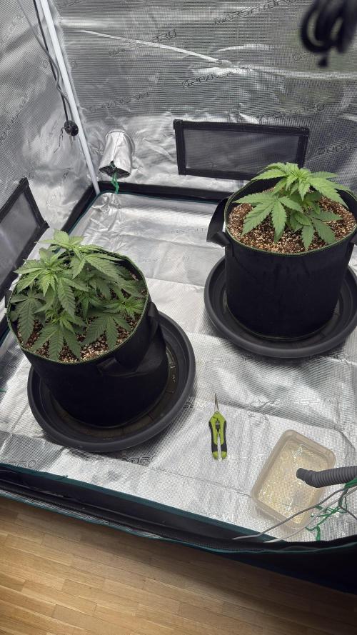 Acapulco Gold - Lemon Shining SilverHaze. Week 4
