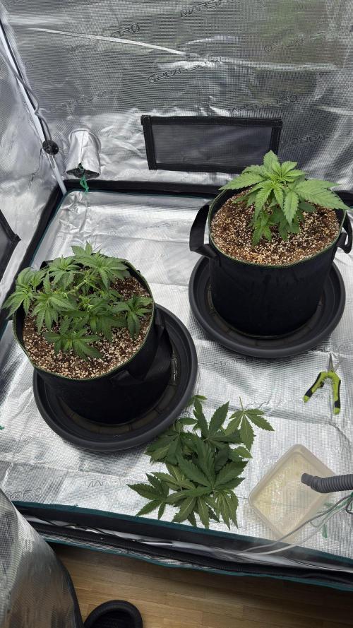 Acapulco Gold - Lemon Shining SilverHaze. Week 4