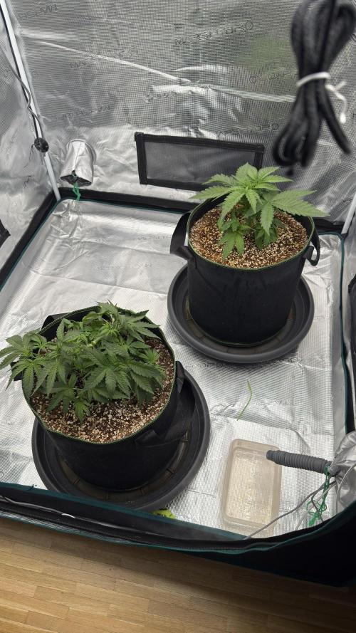 Acapulco Gold - Lemon Shining SilverHaze. Week 4