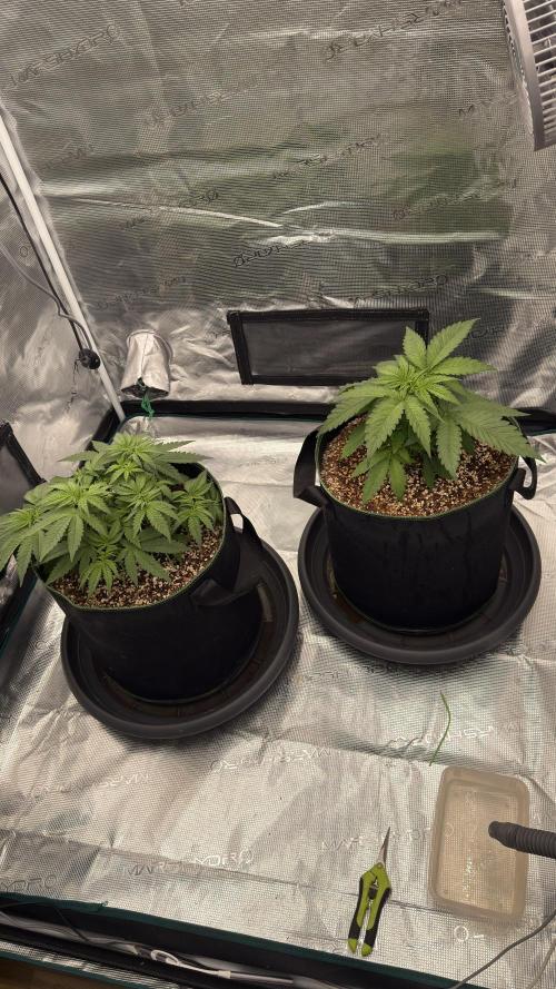 Acapulco Gold - Lemon Shining SilverHaze. Week 4