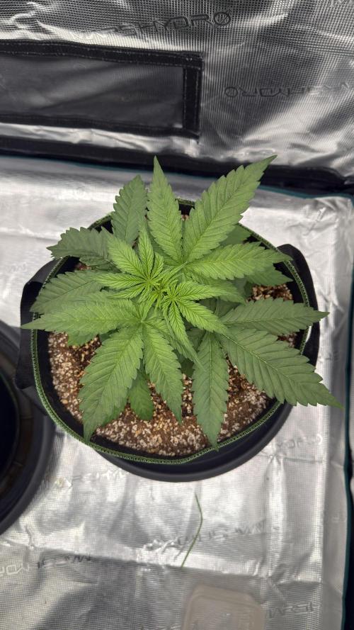 Acapulco Gold - Lemon Shining SilverHaze. Week 4