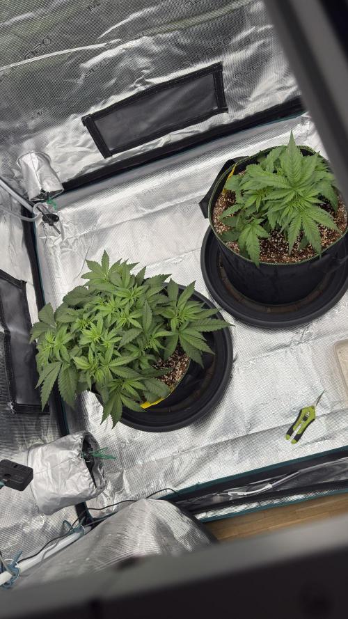 Acapulco Gold - Lemon Shining SilverHaze. Week 4