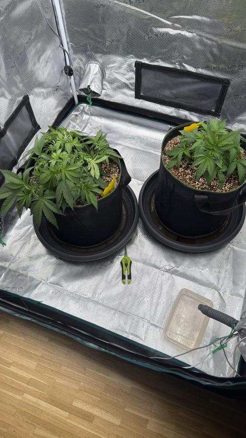 Acapulco Gold - Lemon Shining SilverHaze. Week 5