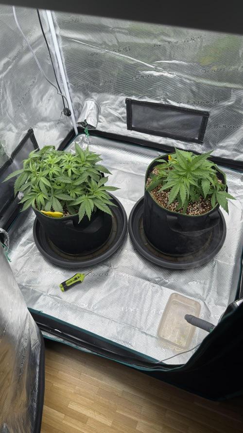 Acapulco Gold - Lemon Shining SilverHaze. Week 5