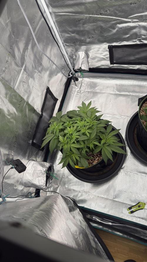 Acapulco Gold - Lemon Shining SilverHaze. Week 5