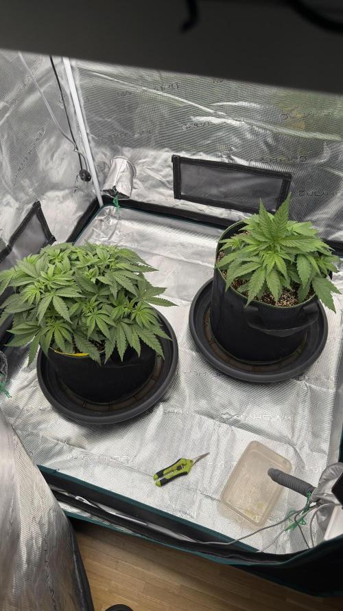 Acapulco Gold - Lemon Shining SilverHaze. Week 5