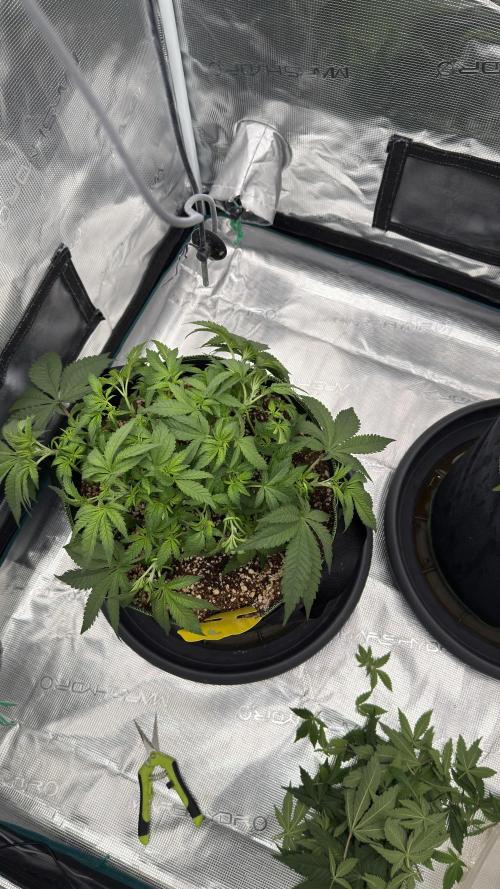 Acapulco Gold - Lemon Shining SilverHaze. Week 5