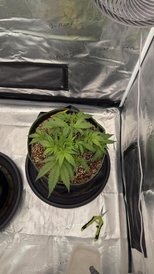 Acapulco Gold - Lemon Shining SilverHaze. Week 5