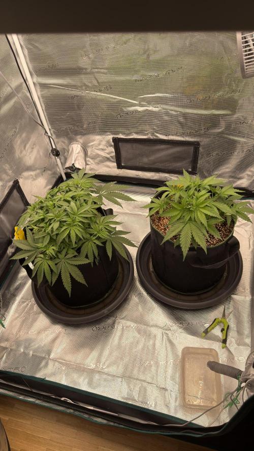Acapulco Gold - Lemon Shining SilverHaze. Week 5