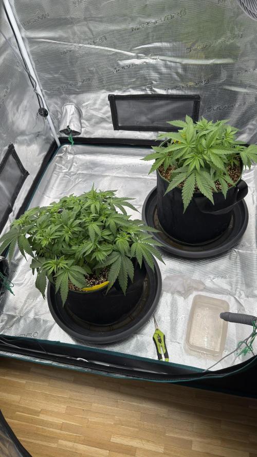 Acapulco Gold - Lemon Shining SilverHaze. Week 5