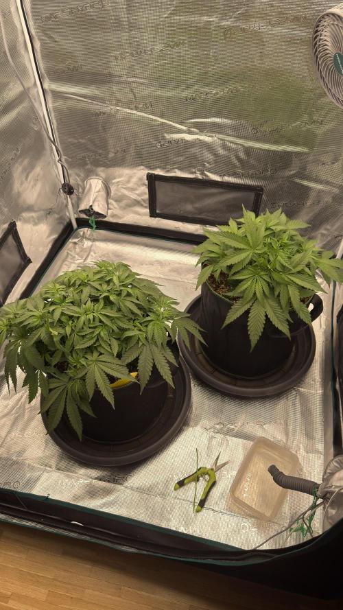 Acapulco Gold - Lemon Shining SilverHaze. Week 5