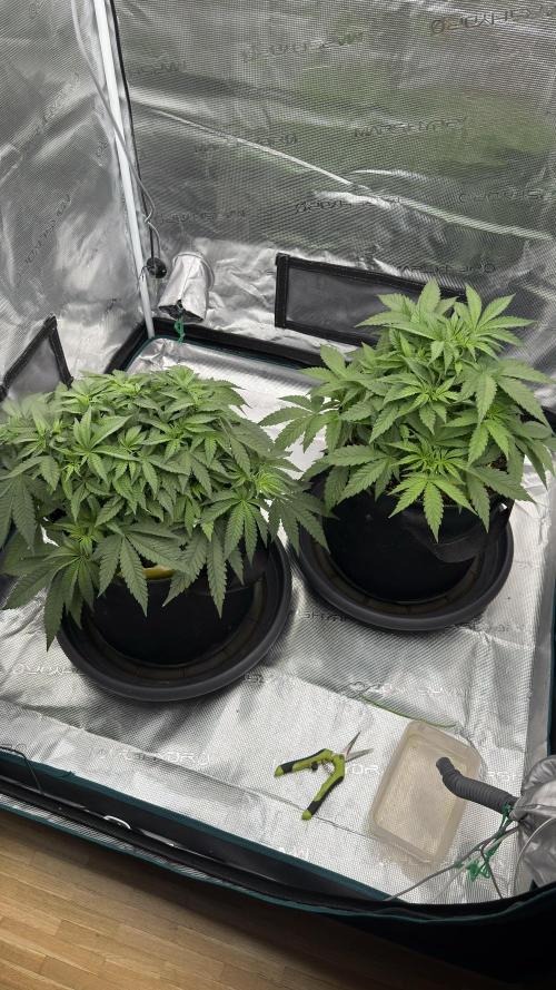 Acapulco Gold - Lemon Shining SilverHaze. Week 5
