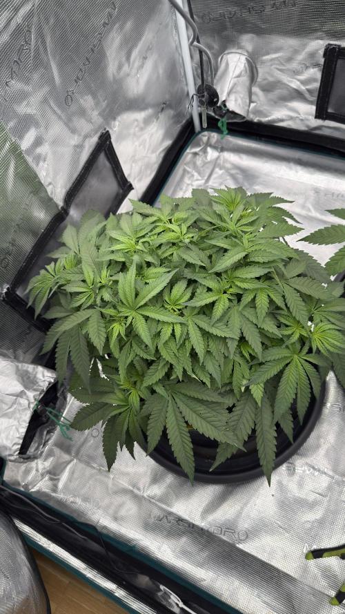 Acapulco Gold - Lemon Shining SilverHaze. Week 5