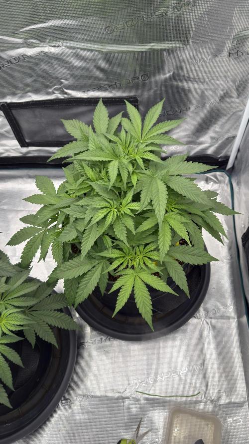 Acapulco Gold - Lemon Shining SilverHaze. Week 5